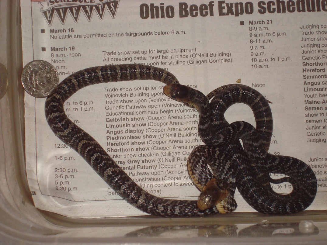 Color contrast hatchling Yellow Tail Cribo.
