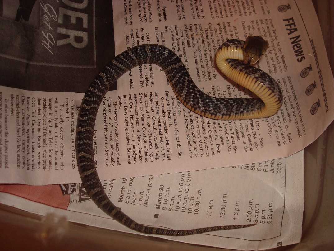 One minute out of the eggs and striking!