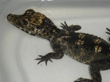 Yearling Dwarf Crocodile.