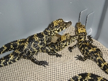 African Dwarf Crocodiles babies.