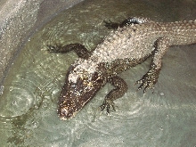 One of our sub-adult female African Dwarf Crocodiles.