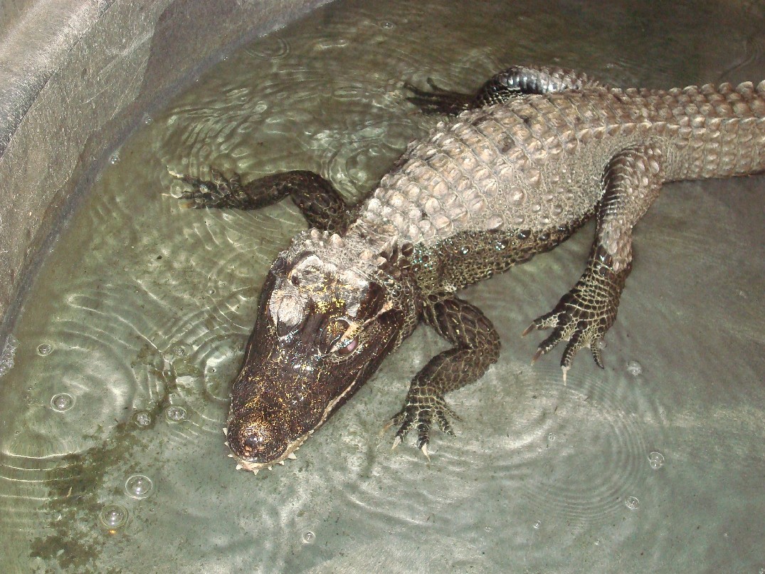 One of our sub-adult female African Dwarf Crocodiles.