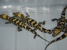 Colorful little African Dwarf Crocodiles.