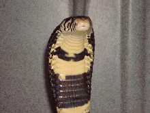 Forest Cobra hood.