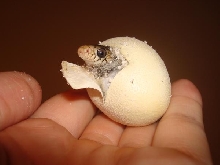 Holding a Yellow Tail Cribo in Egg