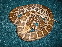 Southern Indian Python  (Female)