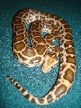 Southern Indian Python (Pic 2)