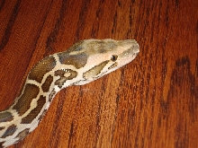 Southern Indian Python (pic 3)