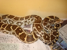 Indian Python (Female Pakistan)