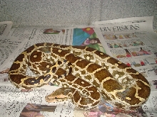 Indian Python (Female Pakistan pic 2)