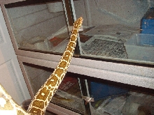 Indian Python (Female Pakistan pic 3)