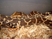 Indian Python (Pakistan Male)