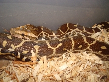 Indian Python (Male Pakistan pic 2)