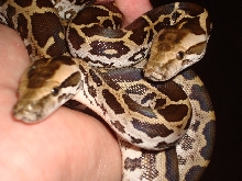 Indian Pythons from southern India (Python molurus molurus).