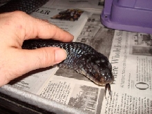 Male Mexican Red tail Indigo, head picture