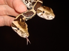Baby Indian Pythons (Southern India)