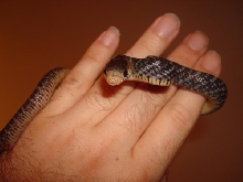 Yellow Tail Cribo hatchling in hand.