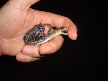 Yellow Tail Cribo...Ouch!!!!!