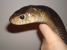 Head shot 8 foot Male Yellow Tailed Cribo