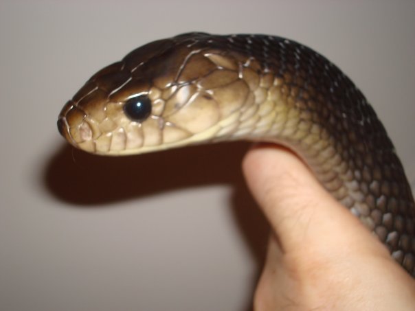 Head shot 8 foot Male Yellow Tailed Cribo