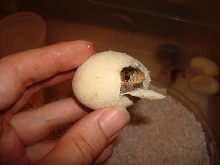 Yellow Tail Cribo peeking out of egg.