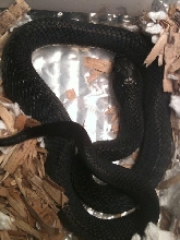 baby Mexican Red tail Cribo