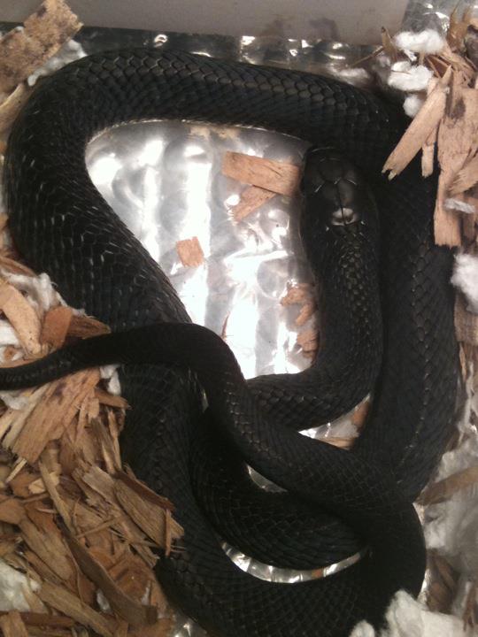 baby Mexican Red tail Cribo