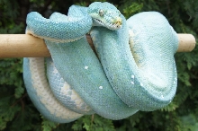 Blue Aru Island type Green Tree Python (F)