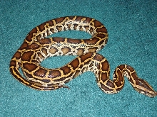 Normal Burmese Python baby