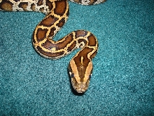 Head of Normal Burmese Python baby.