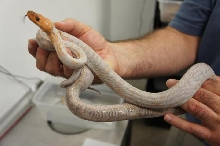 Calico Dominican Red Mountain Boa
