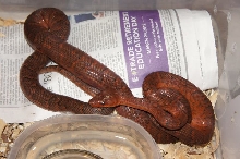Dominican Red Mountian Boa F#2