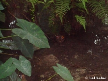 Dwarf Crocodile with eye shine.