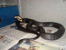 Our beautiful captive bred male Forest Cobra.