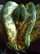 Designer Green Tree Python 60% yellow & 40% green
