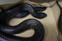 Mexican Red tail breeding pic 2