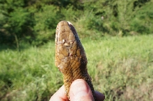 Undescribed Cribo, Nicaragua#6