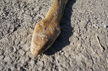 Undescribed Cribo, Nicaragua#8
