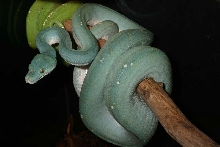 Hormonal blue GTP