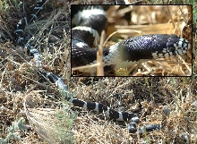 Wild Kingsnake