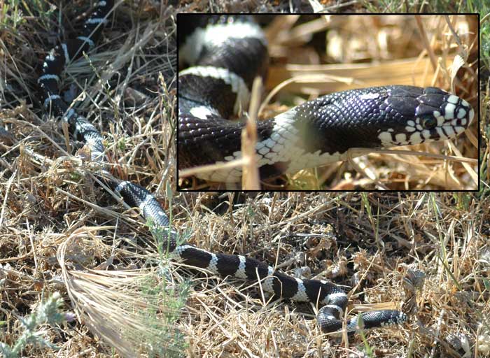 Wild Kingsnake