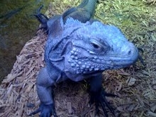 Blue Iguana