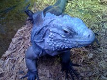 Blue Iguana