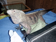 Resized Blue Iguana pic