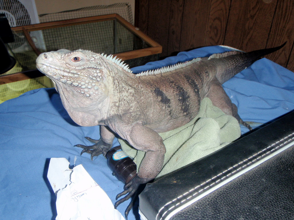 Resized Blue Iguana pic
