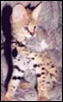 Kimani "African Serval"