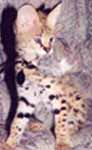 Kimani "African Serval"