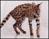 Kimani "African Serval"