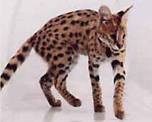 Kimani "African Serval"