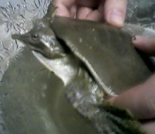 Turtle